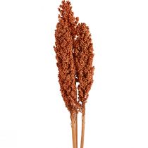 Artikel Indian Corn Trockenblumen Indischer Mais Orange 72cm 3 St