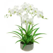 Floristik24.de Mokara Orchidee Lila 50cm künstlich 6St-85754