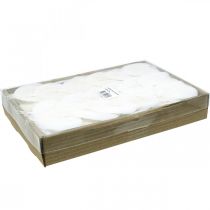 Artikel Skelettblätter gebleicht Willowblätter skelettiert 8-10cm 300 St