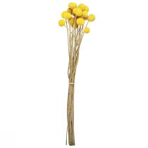 Artikel Gelbe Craspedia getrocknet Trockenblumen 45-55cm 20 St