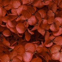 Artikel Hortensie Konserviert Trockenblumen Rot Ø20cm L50–60cm