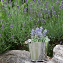 Artikel Mini-Lavendel im Topf Kunstpflanze Lavendel Deko H16cm