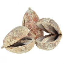 Mokka-Schoten Fruchtschalen Pear Pods weiß gewaschen 4-6cm 50St