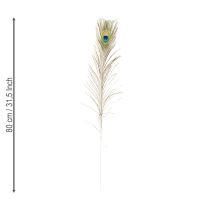 Artikel Pfauenfedern Deko Echte Vogelfedern lang 75-85cm 8 St