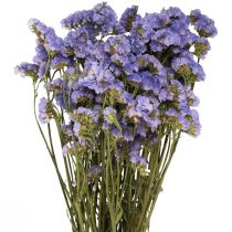 Artikel Strandflieder Lila Statice Limonium sinuatum Trockenblumen 60cm 50g