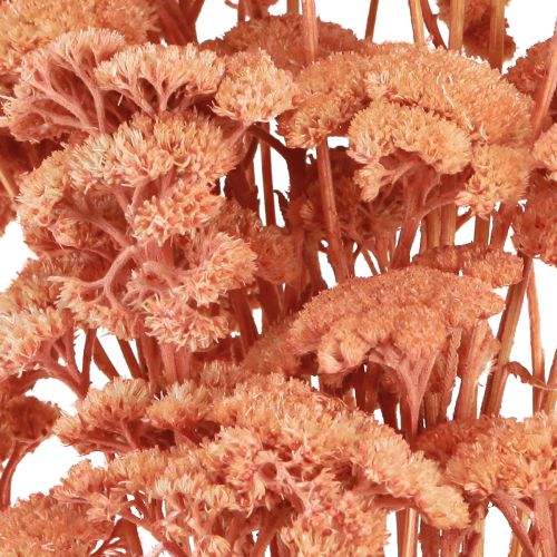 Artikel Achillea Schafgarbe getrocknet Wiesenblumen Lachs 40-50cm 80g