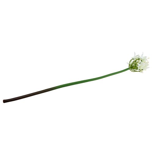 Floristik24 Agapanthus Weiß 78cm 1St