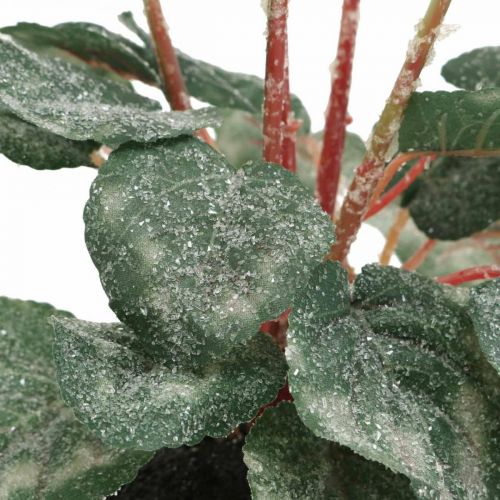 Floristik24 Alpenveilchen in Creme 28cm