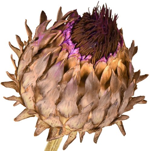 Artikel Artschockenblüte Artischocke getrocknet Cynara Ø9cm 16 St