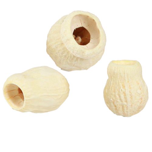 Artikel Bellgum getrocknet Glockenfrucht gebleicht  2,5-3,5cm 500g