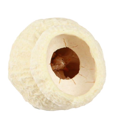 Artikel Bellgum getrocknet Glockenfrucht gebleicht  2,5-3,5cm 500g