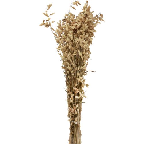 Trockenblume Zittergras Natur Briza Ziergras 60cm 100g