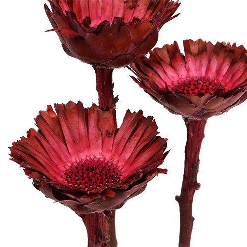 Artikel Compacta Rosette Erika 40 St