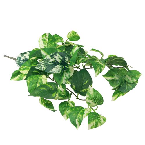 Floristik24 Efeutute Pothos Efeu künstlich Goldranke 50cm