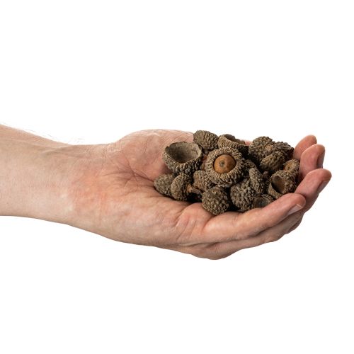 Artikel Eichelkappen natur Dekoschalen Herbst und Advent 2cm 300g