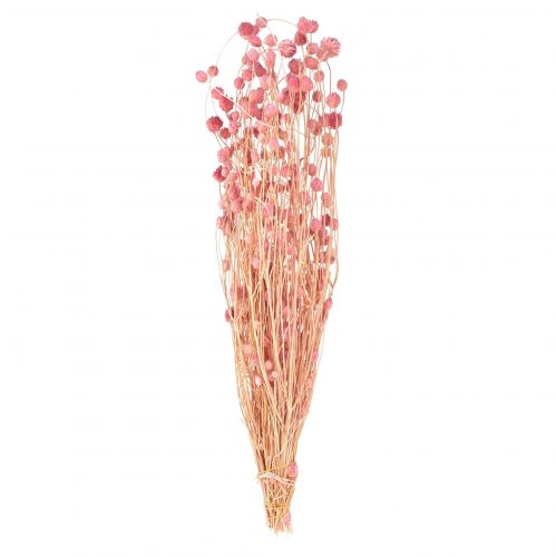 Floristik24 Erdbeerdistel Deko Altrosa Trockenblumen Rosa 50cm 100g