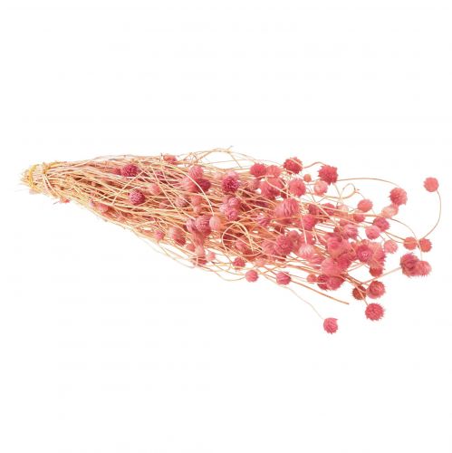 Artikel Erdbeerdistel Deko Altrosa Trockenblumen Rosa 50cm 100g