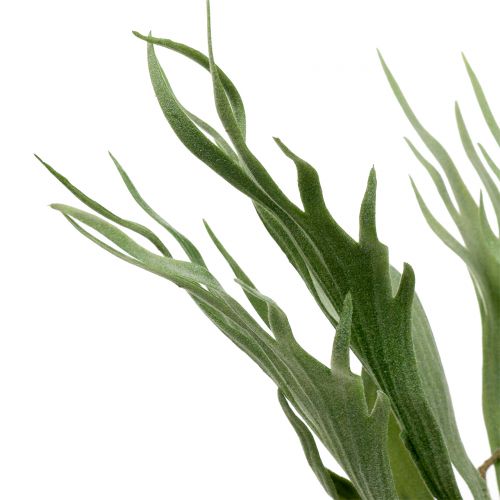 Floristik24 Geweihfarn 40cm