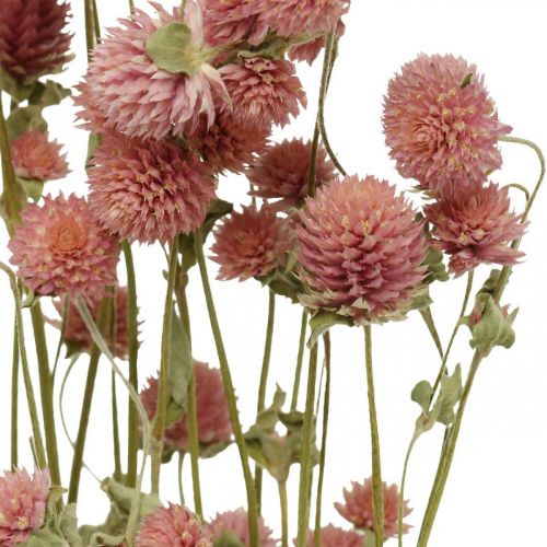 Floristik24 Kugelamarant, Gomphrena Globosa, Sommerblume, Trockenblume Pink L49cm 50g