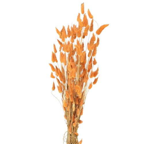 Floristik24 Hasenschwanzgras Lagurus Getrocknet Apricot 55-60cm 50g