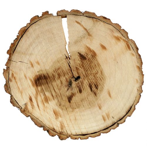 Floristik24 Holzscheibe Natur 20cm 2 St