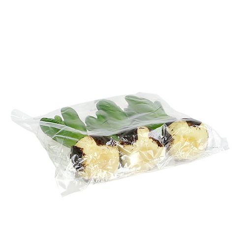 Floristik24 Hyazinthe Grün 15cm mit Zwiebel 3St