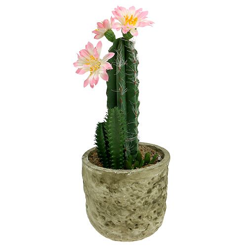 Kaktus im Topf mit Blüte Rosa H 21cm-285730-22