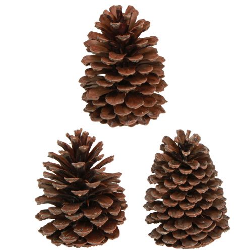 Artikel Kiefernzapfen Pinus Maritima Seekiefer Zapfen Deko 12-13cm 3 St