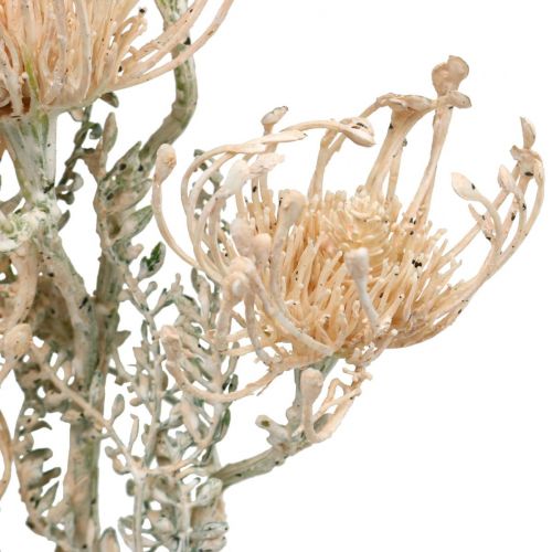 Floristik24 Kunstblumen, Nadelkissen Blume, Leucospermum, Proteaceae Weiß gewaschen L58cm 3St