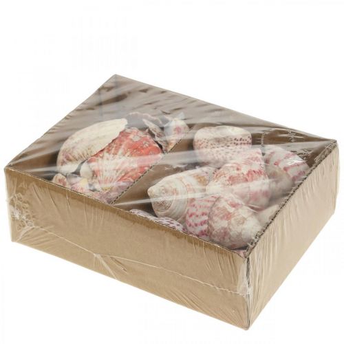 Floristik24 Maritime Deko Echte Muscheln Schneckenhäuser Deko 700g
