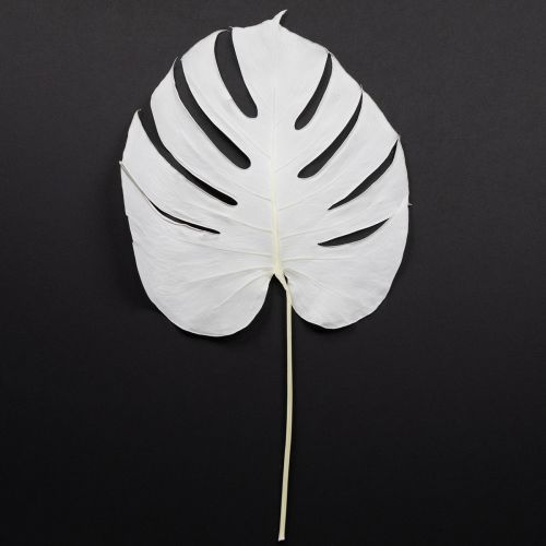 Artikel Monstera Blätter gebleicht Deko Fensterblatt H40cm 5 St