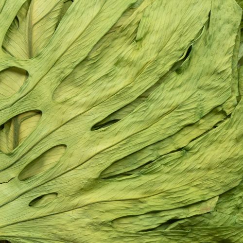 Artikel Dekorative Monstera-Blätter für Boho- und Urban-Jungle-Dekoration