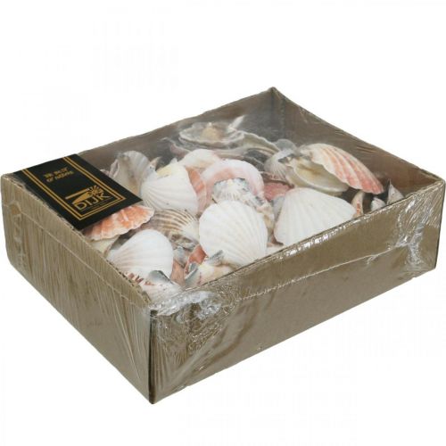 Floristik24 Muschelbox, Natürliche Kammmuscheln, Maritime Deko H3–5cm 900g