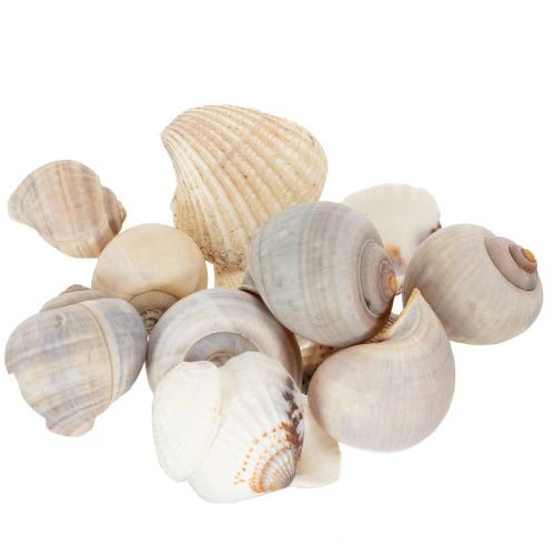 Artikel Schnecken und Muscheln Maritime Deko Akzente zur einzigartigen Raumverschönerung 500g