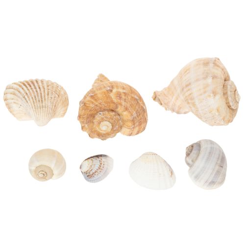 Artikel Schnecken und Muscheln Maritime Deko Akzente zur einzigartigen Raumverschönerung 500g
