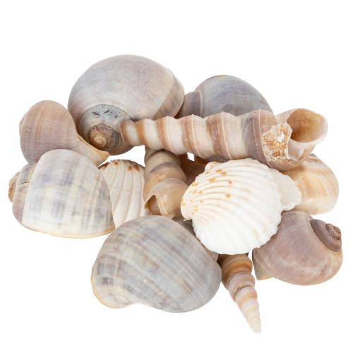 Artikel Muscheln und Schnecken Natürliche maritime Dekorationsartikel für eine stilvolle Raumgestaltung 500g
