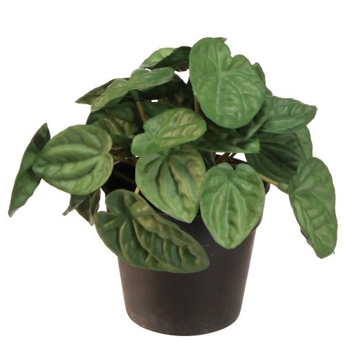 Floristik24 Peperomia Green Twist - Robuste, dekorative Zimmerpflanze im Topf 20cm