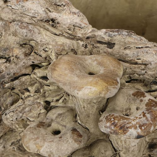 Artikel Pflanzschale Steinguss Baumstamm mit Pilzen 36×18×12,5cm