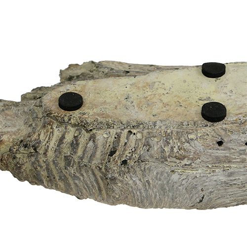 Floristik24 Pflanzschale für Sukkulenten 24,5cm x 8,5cm H5,5cm