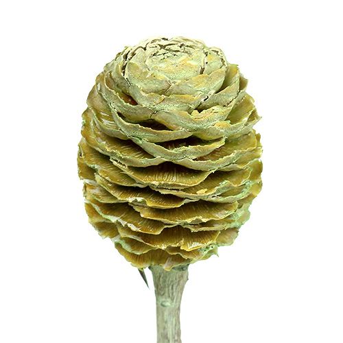 Artikel Sabulosum Zweig 4-6 Grün gefrostet 25 St