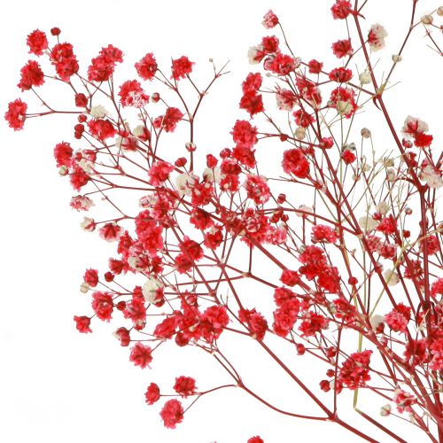 Artikel Schleierkraut Gypsophila Trockenblumen Rot 50cm 55g