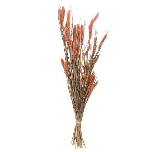 Artikel Setaria Borstenhirse Trockendeko Lachs 69cm 70-75g x 2St