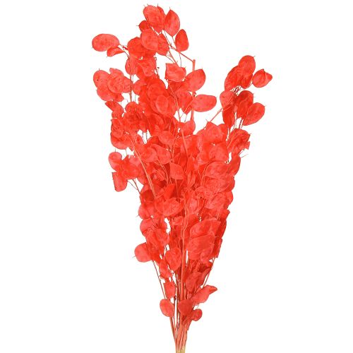 Artikel Silberblatt getrocknet Mondviole Lunaria Rot 65-70cm 20g