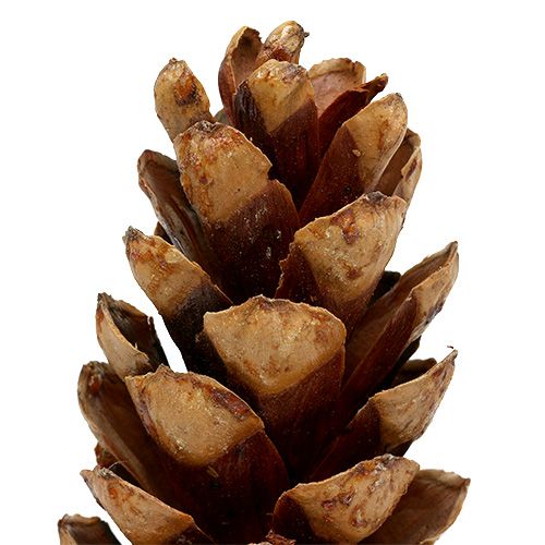 Floristik24 Strobus Zapfen 20 - 25cm lackiert 50 St