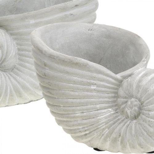 Floristik24 Muscheln zum Bepflanzen, Maritime Deko, Pflanz-Topf Nautilus Beton L15cm H9,5cm 2St