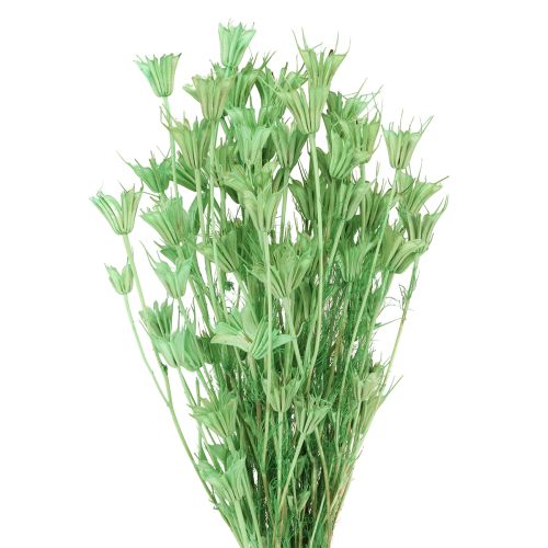 Artikel Trockenblumen Schwarzkümmel Grün Nigella 50cm 100g