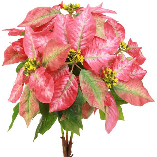 Floristik24 Weihnachtsstern Rot Rosa Christstern Künstlich L53cm