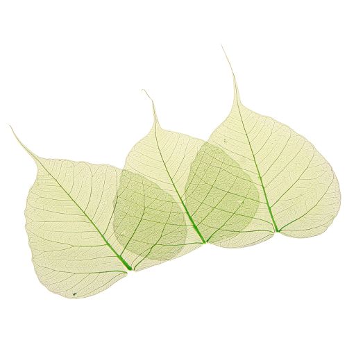 Artikel Willowblätter skelettiert Grün Naturdeko Deko-Blätter 200 St