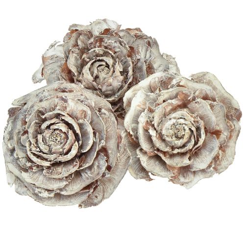 Zeder Zapfen geschnitten wie Rose Cedarrose 4-6cm weiß/natur 50St