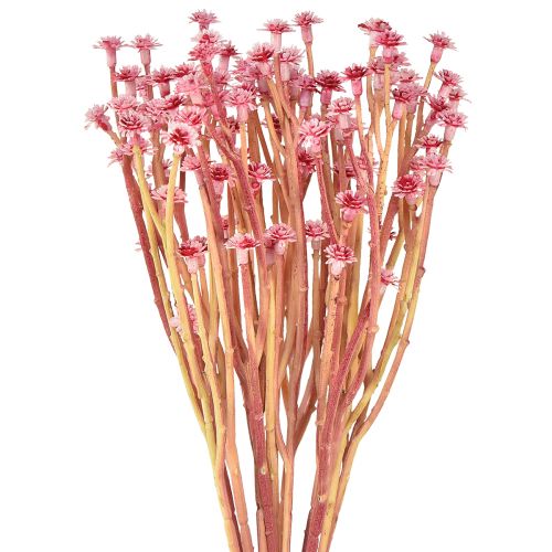 Currykraut Immortelle Künstlich Pink L28cm 12 St 1 Bund